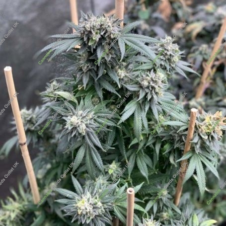 Midnight Special Regular Marijuana Strain by Mosca Seeds For Sale Online at Cannabis Seeds Outlet