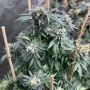 Midnight Special Regular Marijuana Strain by Mosca Seeds For Sale Online at Cannabis Seeds Outlet