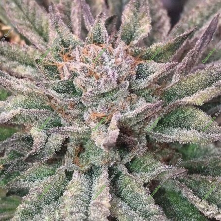 Crypto Regular Marijuana Strain by Mosca Seeds For Sale Online at Cannabis Seeds Outlet