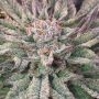 Crypto Regular Marijuana Strain by Mosca Seeds For Sale Online at Cannabis Seeds Outlet