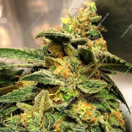 Animal Jam Regular Marijuana Strain by Mosca Seeds For Sale Online at Cannabis Seeds Outlet