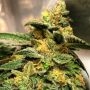 Animal Jam Regular Marijuana Strain by Mosca Seeds For Sale Online at Cannabis Seeds Outlet