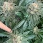 New Order Regular Marijuana Strain by Mosca Seeds For Sale Online at Cannabis Seeds Outlet