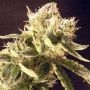 Mosca Seeds New Order Smoke Buds Weed Ganja Skunk Dope Pot Images Pics Nuggets