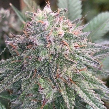 Method OG Regular Marijuana Strain by Mosca Seeds For Sale Online at Cannabis Seeds Outlet