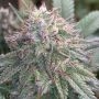Method OG Regular Marijuana Strain by Mosca Seeds For Sale Online at Cannabis Seeds Outlet