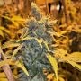 Cherry Marijuana Strain by Mosca Seeds For Sale Online at Cannabis Seeds Outlet