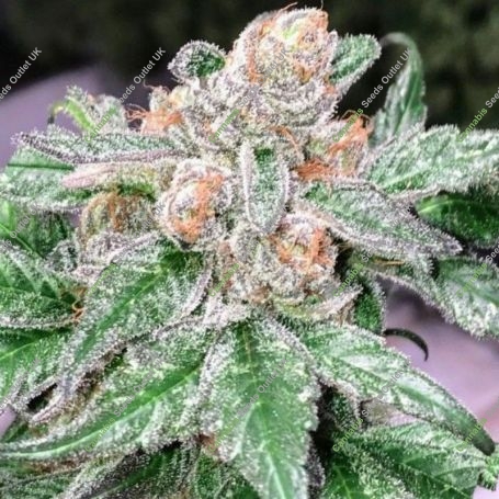 Raspberry Moonshine Regular Marijuana Strain by Mosca Seeds For Sale Online at Cannabis Seeds Outlet