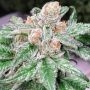 Raspberry Moonshine Regular Marijuana Strain by Mosca Seeds For Sale Online at Cannabis Seeds Outlet