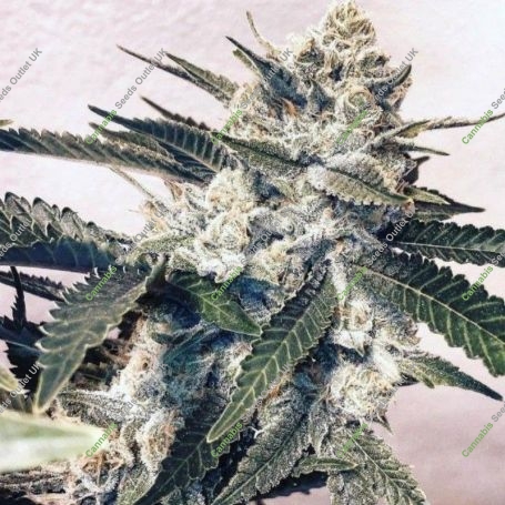 Pink Animal Crackers Regular Marijuana Strain by Mosca Seeds For Sale Online at Cannabis Seeds Outlet