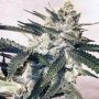 Pink Animal Crackers Regular Marijuana Strain by Mosca Seeds For Sale Online at Cannabis Seeds Outlet