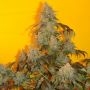 Mosca Seeds Old Time Indiana Bubble Gum Smoke Buds Weed Ganja Skunk Dope Pot Images Pics Nuggets