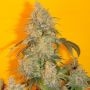Old Time Indiana Bubble Gum Regular Marijuana Strain by Mosca Seeds For Sale Online at Cannabis Seeds Outlet