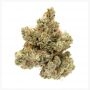 Old Time Indiana Bubble Gum Regular by Mosca Seeds THC Content Potency Strength CBD Height Yield Flowering Time Indica Sativa Ge