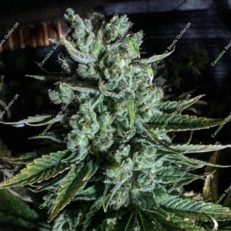 Boom Boom Regular Marijuana Strain by Mosca Seeds For Sale Online at Cannabis Seeds Outlet