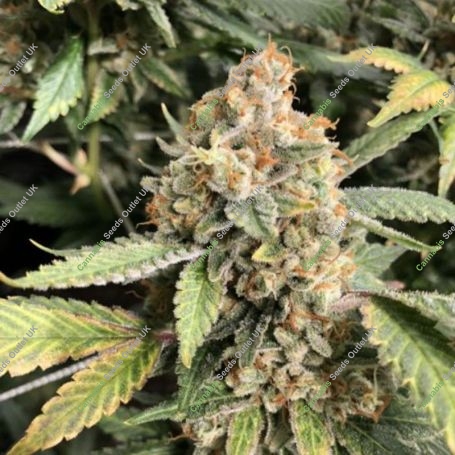 Blotto OGK Feminized Marijuana Strain by Mosca Seeds For Sale Online at Cannabis Seeds Outlet