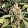Blotto OGK Feminized Marijuana Strain by Mosca Seeds For Sale Online at Cannabis Seeds Outlet