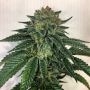 Mosca Seeds Blotto OGK Smoke Buds Weed Ganja Skunk Dope Pot Images Pics Nuggets