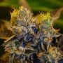 Massive Creations Margarita Smoke Buds Weed Ganja Skunk Dope Pot Images Pics Nuggets