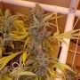 Margarita Regular Marijuana Strain by Massive Creations For Sale Online at Cannabis Seeds Outlet