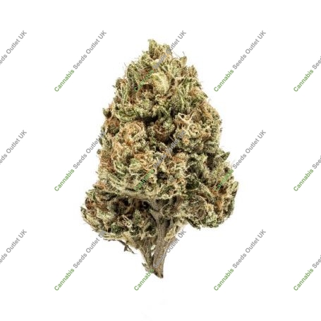 Lemon Le Pew Regular Marijuana Strain by Massive Creations For Sale Online at Cannabis Seeds Outlet