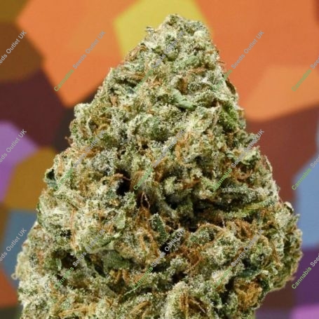 Lemon Hammer Regular Marijuana Strain by Massive Creations For Sale Online at Cannabis Seeds Outlet