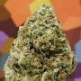 Lemon Hammer Regular Marijuana Strain by Massive Creations For Sale Online at Cannabis Seeds Outlet