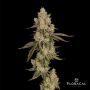 Massive Creations Lemon Hammer Smoke Buds Weed Ganja Skunk Dope Pot Images Pics Nuggets