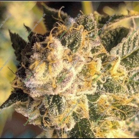 OZ6 Regular Marijuana Strain by Massive Creations For Sale Online at Cannabis Seeds Outlet
