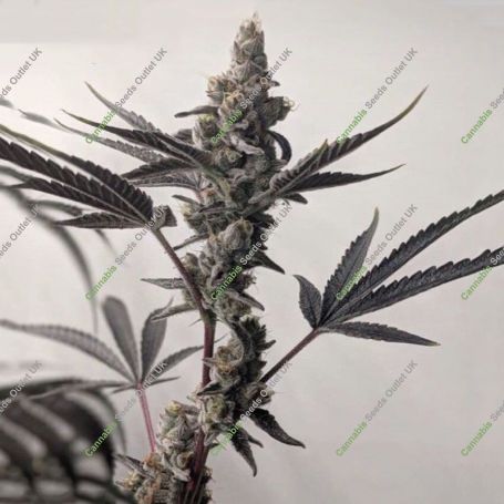Bloody Zundae Regular Marijuana Strain by Dark Horse Genetics For Sale Online at Cannabis Seeds Outlet