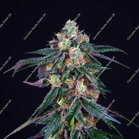 Sunset Travellers Feminized Marijuana Strain by Dank Genetics For Sale Online at Cannabis Seeds Outlet