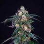 Sunset Travellers Feminized Marijuana Strain by Dank Genetics For Sale Online at Cannabis Seeds Outlet