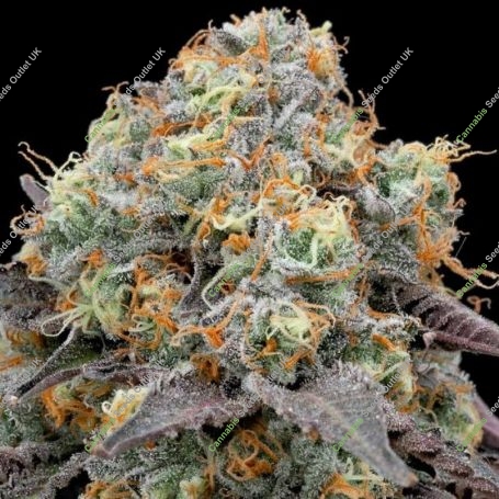 Dank Gelato Feminized Marijuana Strain by Dank Genetics For Sale Online at Cannabis Seeds Outlet