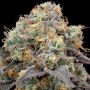 Dank Gelato Feminized Marijuana Strain by Dank Genetics For Sale Online at Cannabis Seeds Outlet
