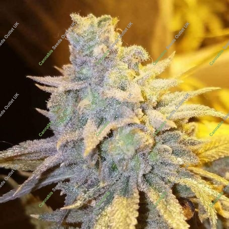 Dank Bananas Feminized Marijuana Strain by Dank Genetics For Sale Online at Cannabis Seeds Outlet