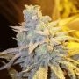 Dank Bananas Feminized Marijuana Strain by Dank Genetics For Sale Online at Cannabis Seeds Outlet