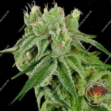 Banana Split Marijuana Strain by Crockett Family Farms For Sale Online at Cannabis Seeds Outlet