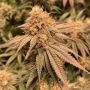 Spitfire Genetics Peach Mac Smoke Buds Weed Ganja Skunk Dope Pot Images Pics Nuggets