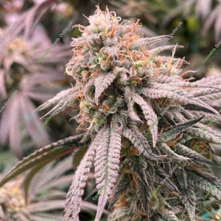 Peach Mac Regular Marijuana Strain by Spitfire Genetics For Sale Online at Cannabis Seeds Outlet