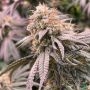 Peach Mac Regular Marijuana Strain by Spitfire Genetics For Sale Online at Cannabis Seeds Outlet