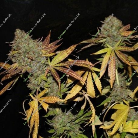 Rainbow Jones Haze Feminized Marijuana Strain by Connoisseur Genetics For Sale Online at Cannabis Seeds Outlet