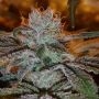 Grateful Casey Jones Mix Feminized Marijuana Strain by Connoisseur Genetics For Sale Online at Cannabis Seeds Outlet