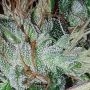 Dutchie Jones Feminized Marijuana Strain by Connoisseur Genetics For Sale Online at Cannabis Seeds Outlet
