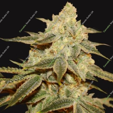 Twins Feminized Marijuana Strain by Cannarado Genetics For Sale Online at Cannabis Seeds Outlet