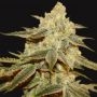 Twins Feminized Marijuana Strain by Cannarado Genetics For Sale Online at Cannabis Seeds Outlet