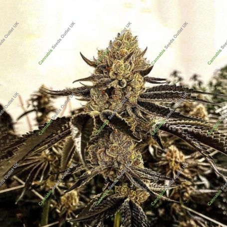 Sasha Feminized Marijuana Strain by Cannarado Genetics For Sale Online at Cannabis Seeds Outlet