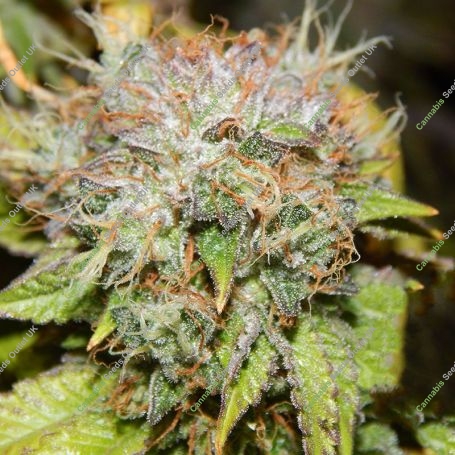 Party Foul Feminized Marijuana Strain by Cannarado Genetics For Sale Online at Cannabis Seeds Outlet