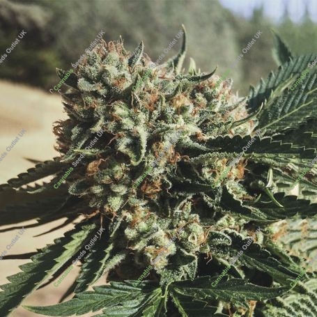 Papusas Feminized Marijuana Strain by Cannarado Genetics For Sale Online at Cannabis Seeds Outlet