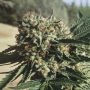 Papusas Feminized Marijuana Strain by Cannarado Genetics For Sale Online at Cannabis Seeds Outlet