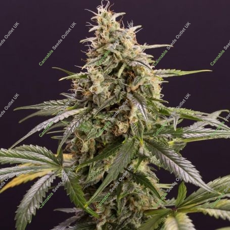 Meat Pie Feminized Marijuana Strain by Cannarado Genetics For Sale Online at Cannabis Seeds Outlet
